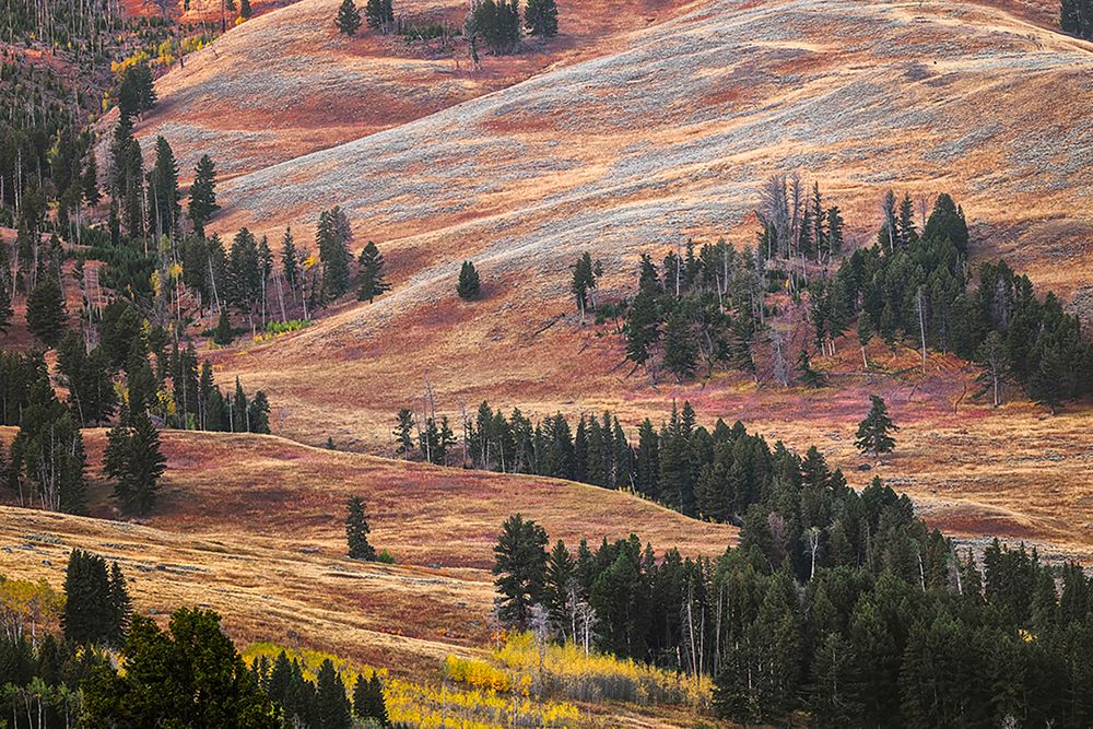 Rolling hills in colorful autumn display-Lamar Valley-Yellowstone National Park-Wyoming
